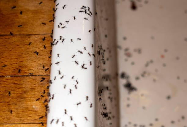 Best Ant Control Services  in New Bremen, OH